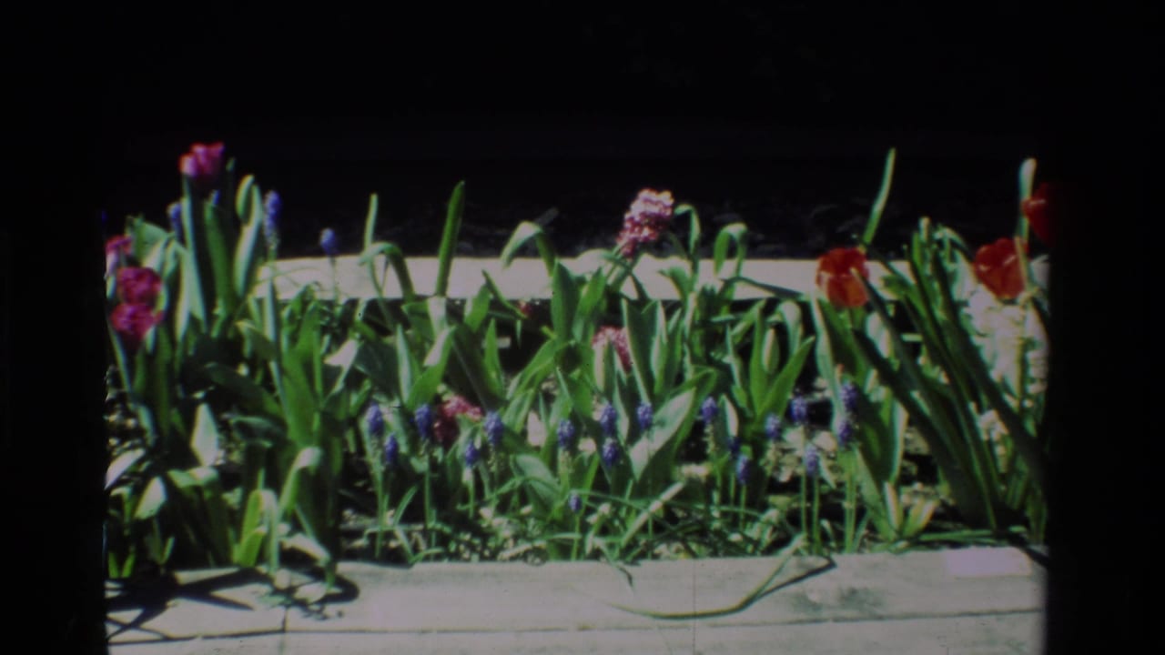 1984 California 8mm frame showing red and pink tulips, grape hyacinths, and green leaves along a sunlit concrete sidewalk.