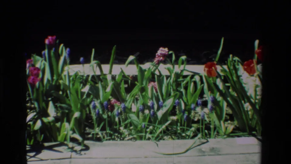 1984 California 8mm frame showing red and pink tulips, grape hyacinths, and green leaves along a sunlit concrete sidewalk.