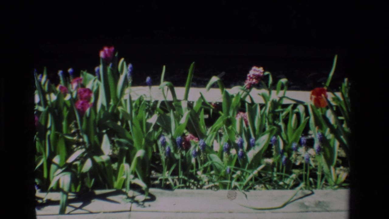 Flower bed with tulips, grape hyacinths, leaves, and sidewalk edge.