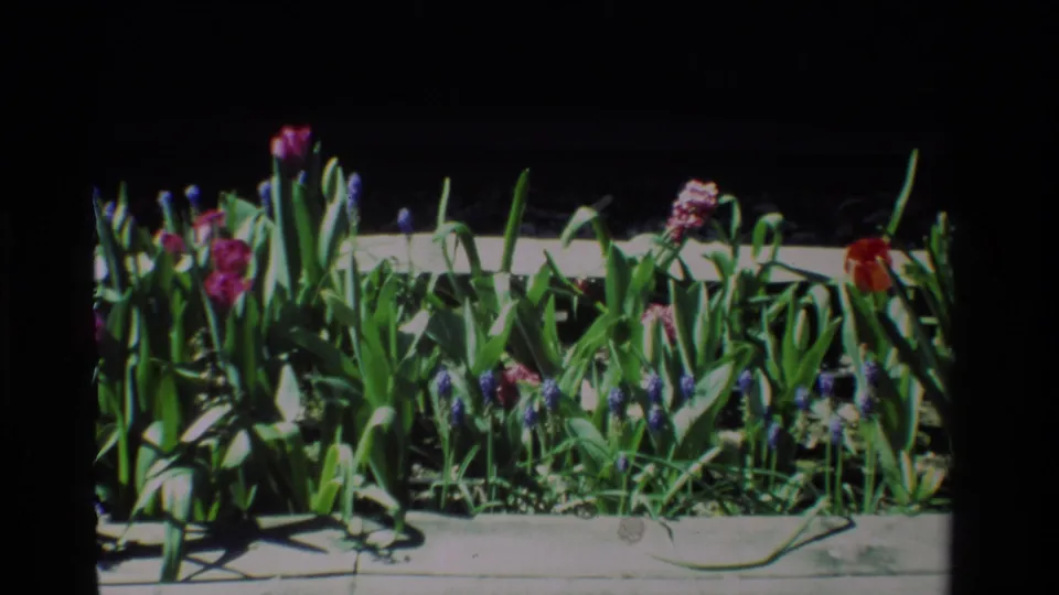 1984 California home-movie frame with colorful tulips and grape hyacinths clustered along a bright sidewalk border.