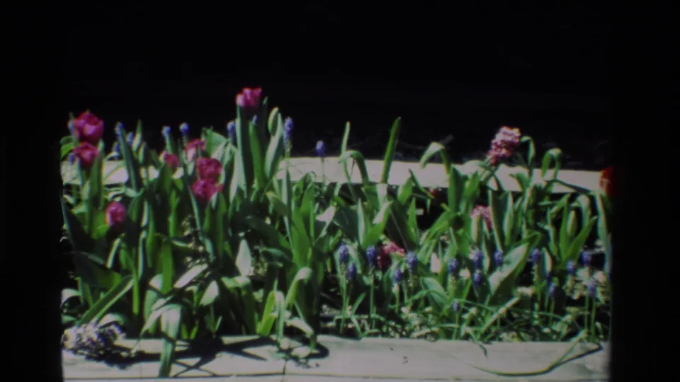 1984 California 8mm frame showing a dense sidewalk garden bed with pink tulips, blue-purple grape hyacinths, and broad green leaves.