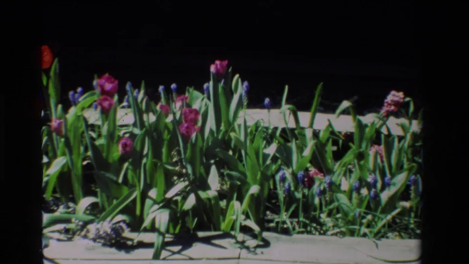 1984 California home-movie frame showing tulips and grape hyacinths in a sunlit sidewalk planting, with visible 8mm frame borders.
