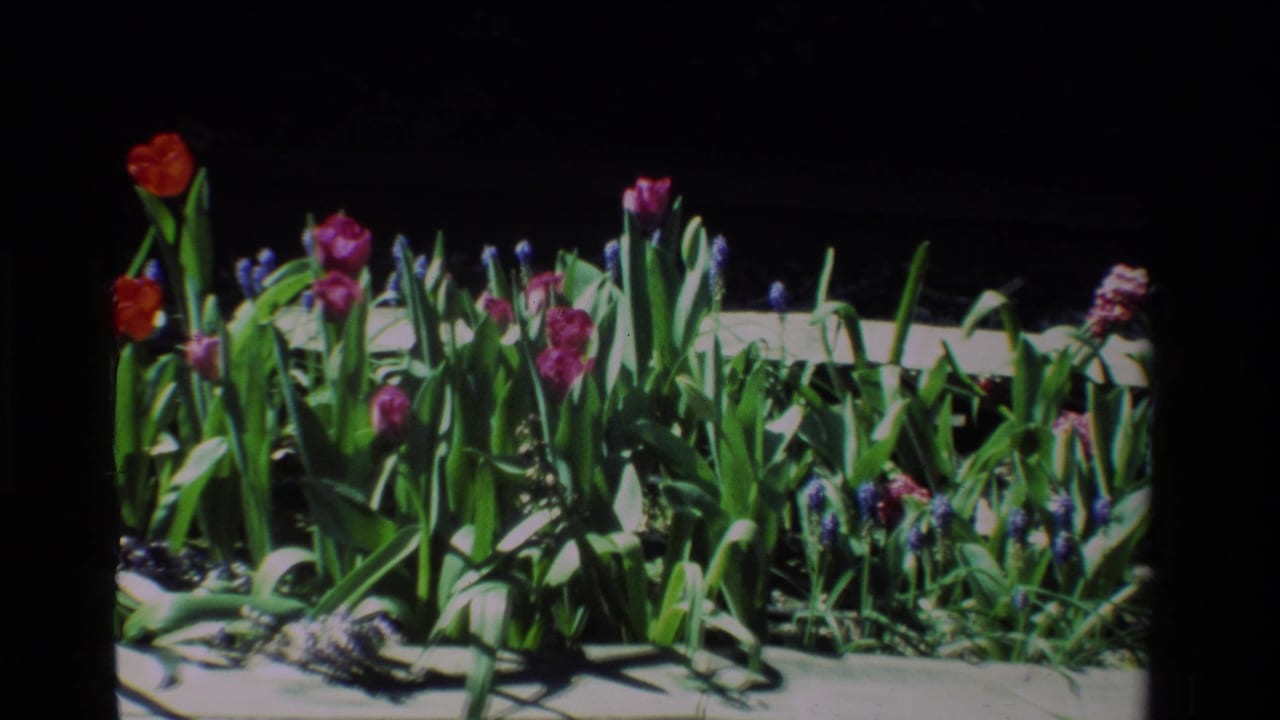Red and pink tulips with purple grape hyacinths in a raised planter.