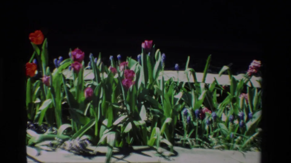 1984 California 8mm frame showing sunlit tulips and grape hyacinths growing in a raised wooden planter.