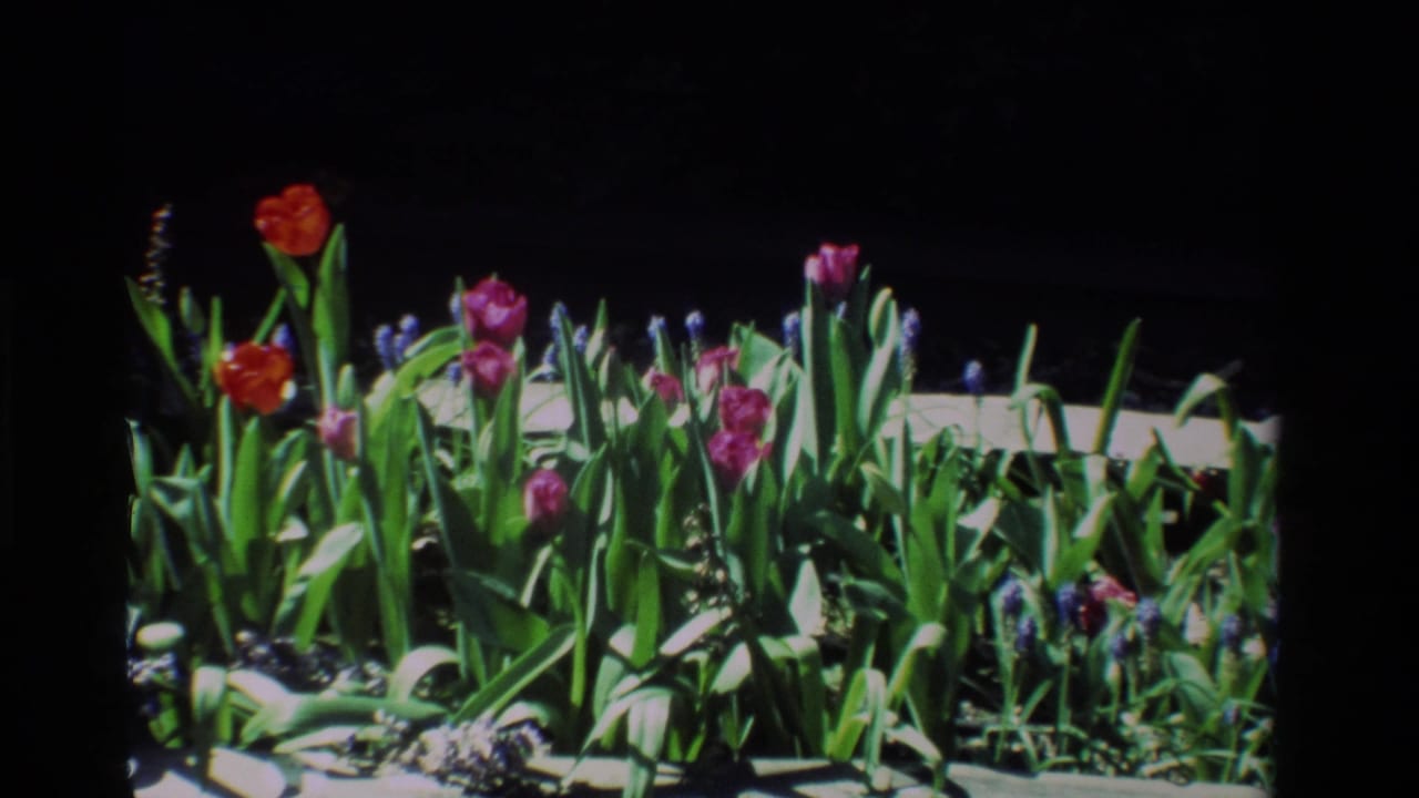 Close 8mm view of a California garden planter in 1984, with red and pink tulips among purple grape hyacinths.