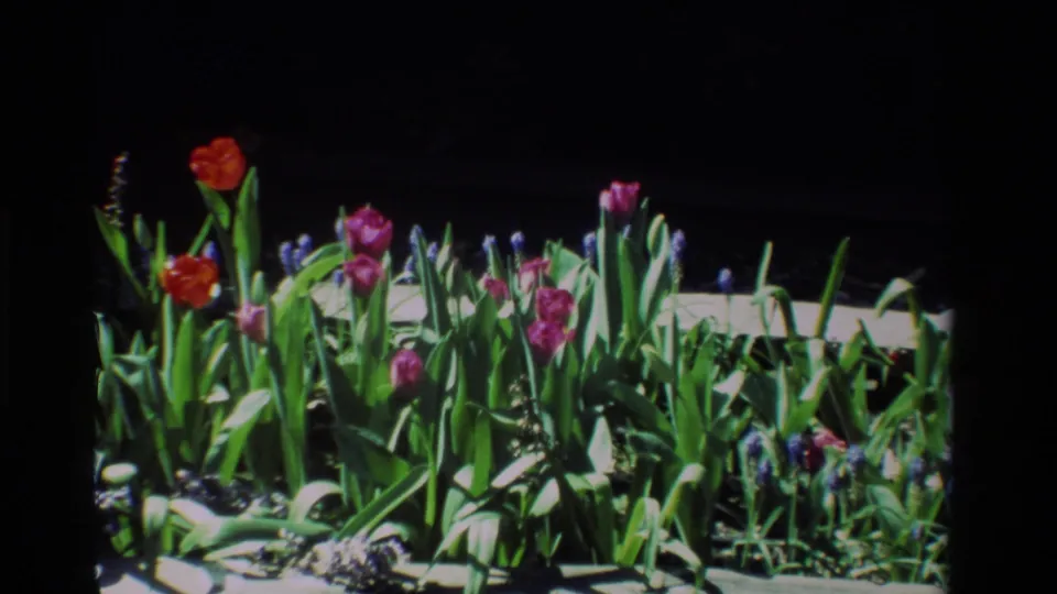 Close 8mm view of a California garden planter in 1984, with red and pink tulips among purple grape hyacinths.