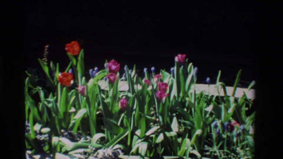 1984 home-movie frame from California showing a dense planter of tulips, green leaves, and purple grape hyacinths.