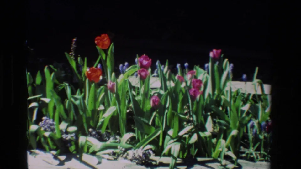 Final 1984 California garden frame with red and pink tulips, grape hyacinths, and dense leaves in a raised planter.