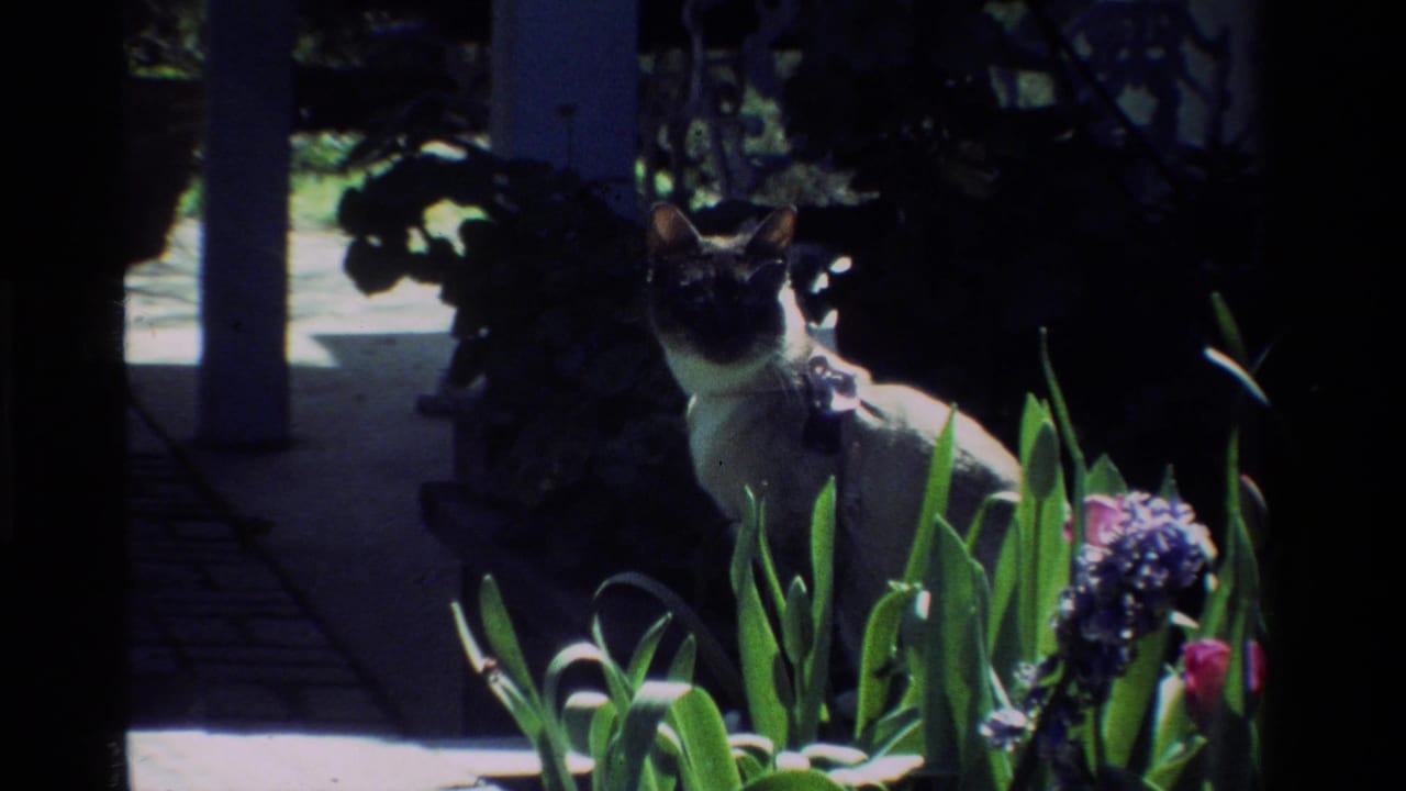 1984 California 8mm frame of a Siamese cat seated in a sunlit garden with flowers, white posts, and a stone path behind it.