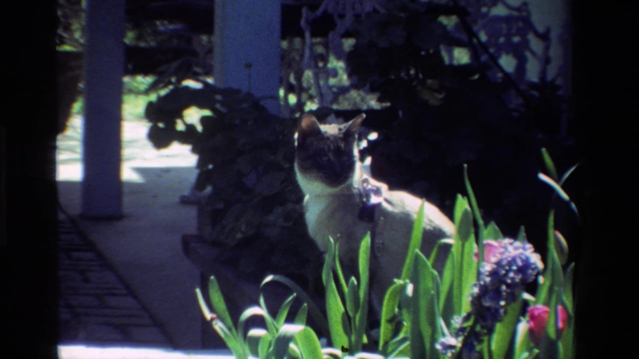1984 California home-movie still showing a Siamese cat framed by tall leaves, purple flowers, white posts, and shaded garden growth.