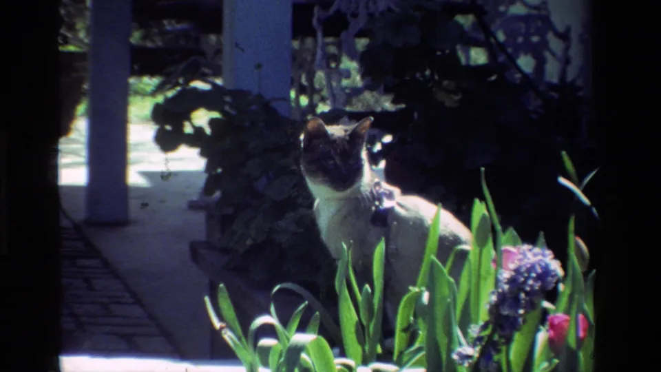 1984 California 8mm still of a Siamese cat partially screened by leaves and flowers, with a shaded porch or garden structure behind.