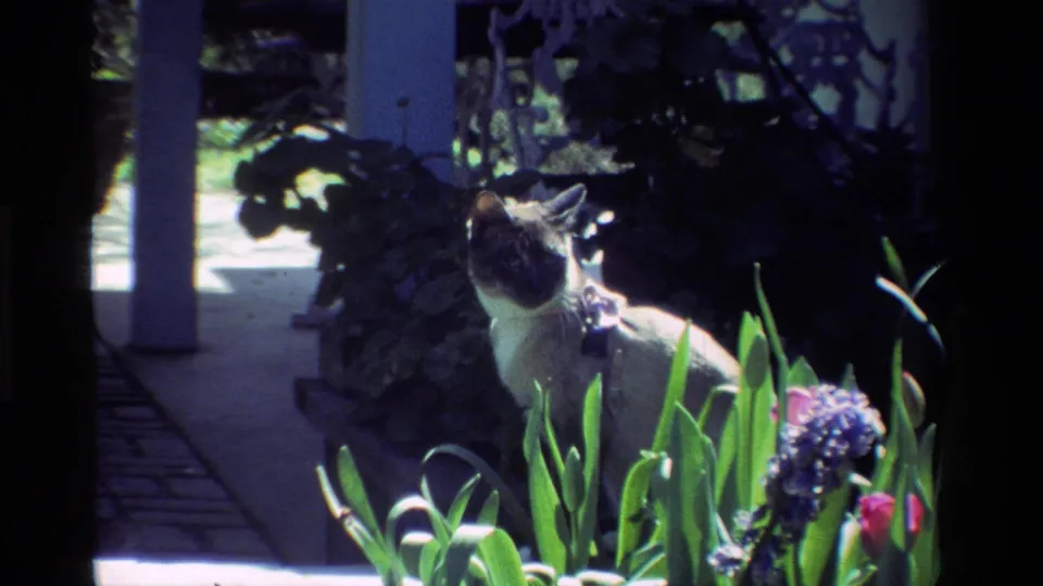 1984 California home-movie frame of a Siamese cat looking right from a garden bed with green leaves, flowers, posts, and shadowed plants.