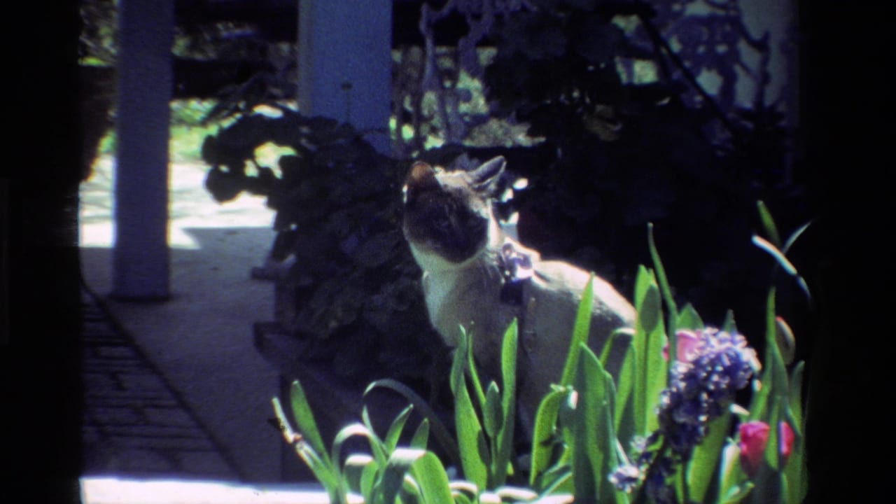 Siamese cat sitting beside garden flowers near a shaded path.