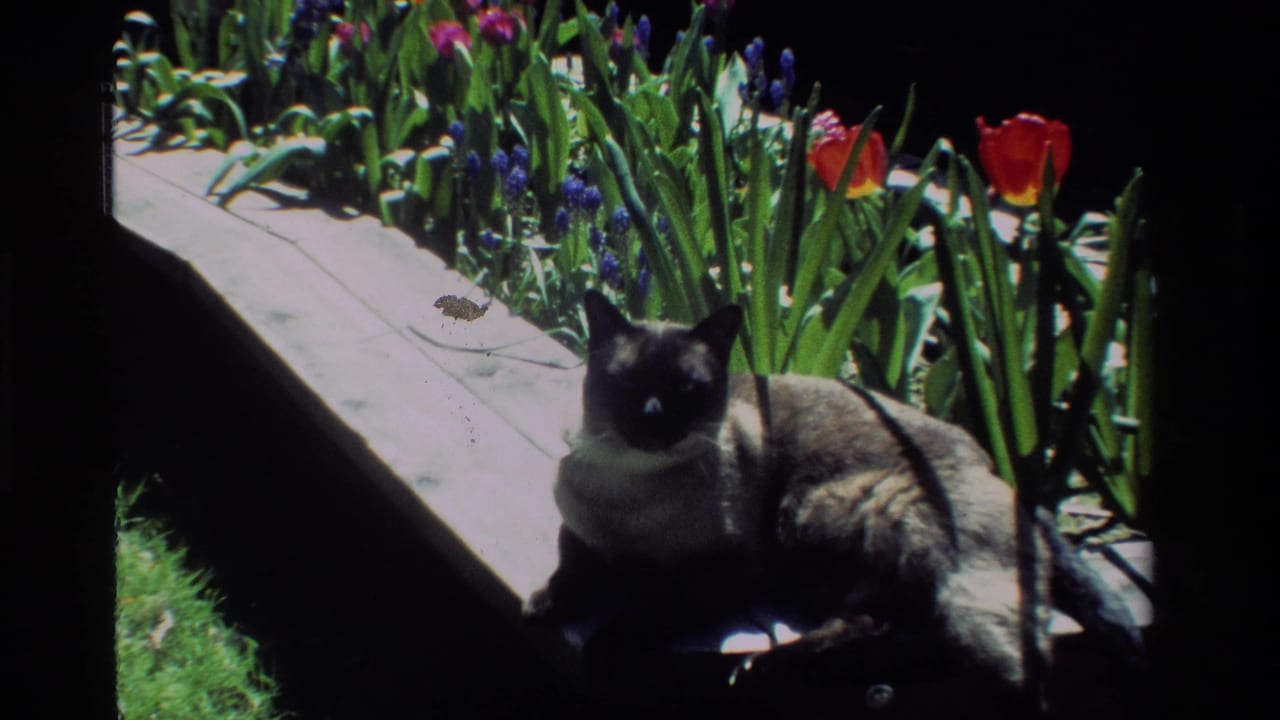 Siamese cat lounging on a wooden garden border near tulips.