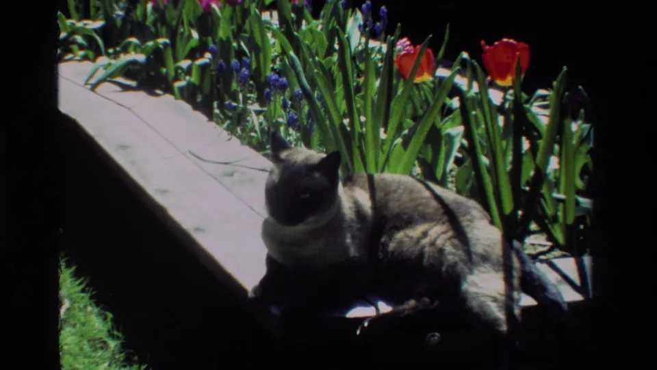 The cat remains on the wooden edging beside tulips and hyacinths, with strong sun and shadow across the garden scene.