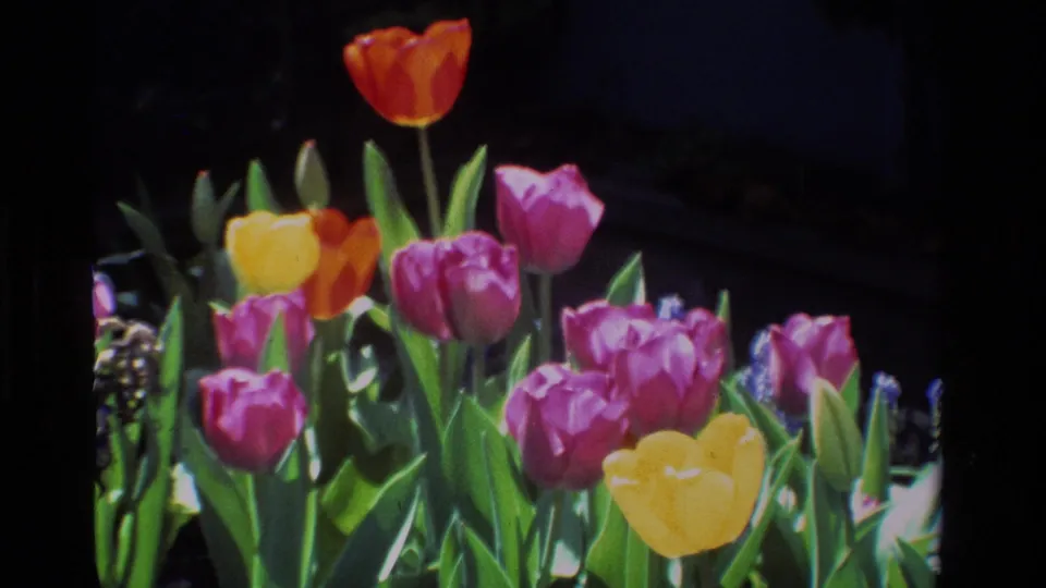 Close view of pink, yellow, orange, and red tulips with green leaves, likely from the same 1984 California garden footage.