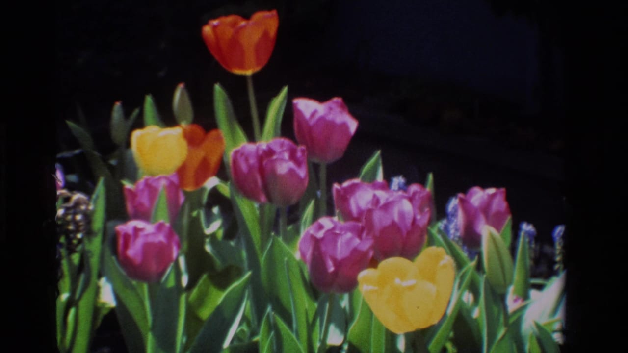 Tulips in several colors stand in a shaded garden bed.