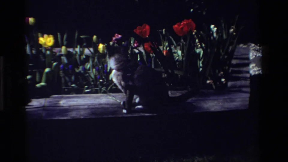 1984 California 8mm frame showing a cat from behind on a wooden ledge, looking toward red and yellow tulips in shadow.