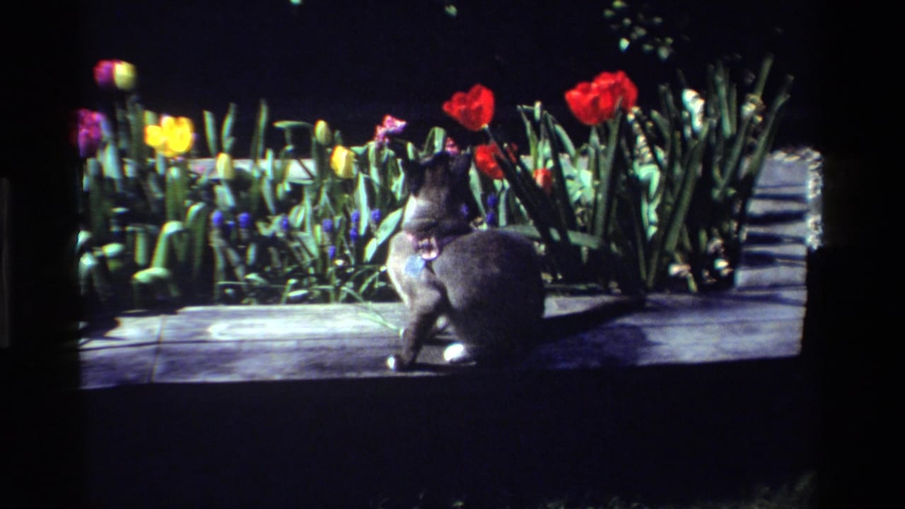 In California home-movie footage from 1984, a gray harnessed cat sits near red, yellow, and purple tulips along a sidewalk.