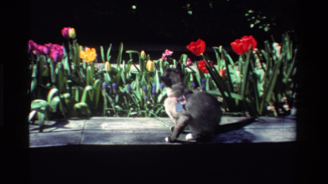 The gray cat, wearing a visible harness, pauses on the California sidewalk beside colorful tulips in the 1984 home-movie frame.