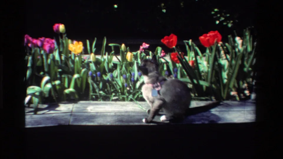 The gray cat, wearing a visible harness, pauses on the California sidewalk beside colorful tulips in the 1984 home-movie frame.