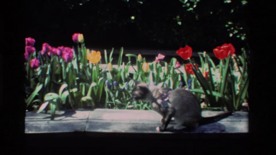 The cat begins to shift position on the sidewalk, its harness visible against the bright tulips and green foliage.