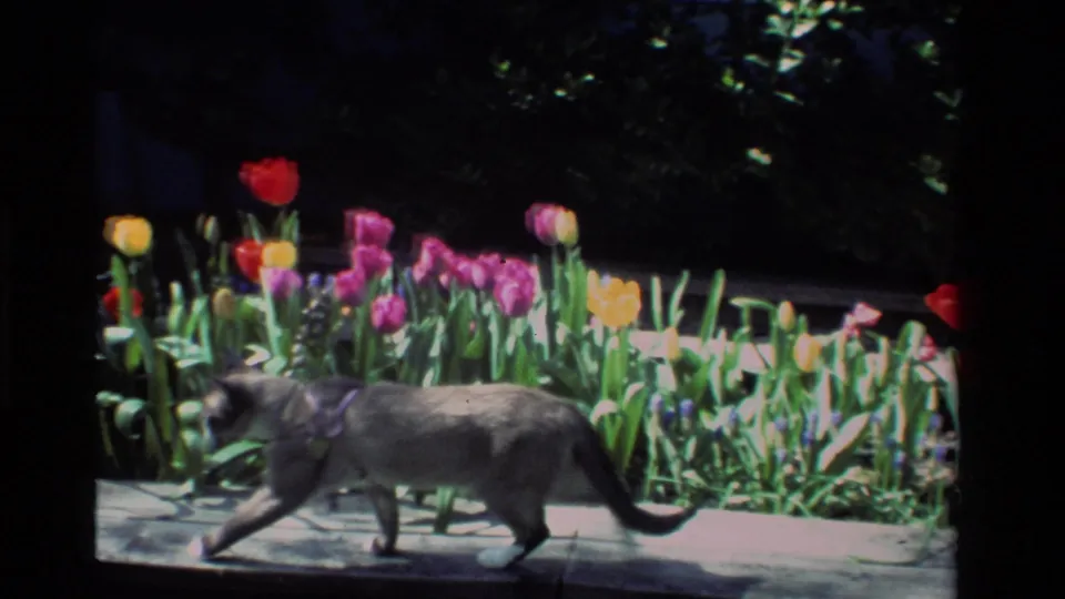 The harnessed gray cat walks along the California sidewalk, passing the colorful tulip bed in the final 1984 frame.