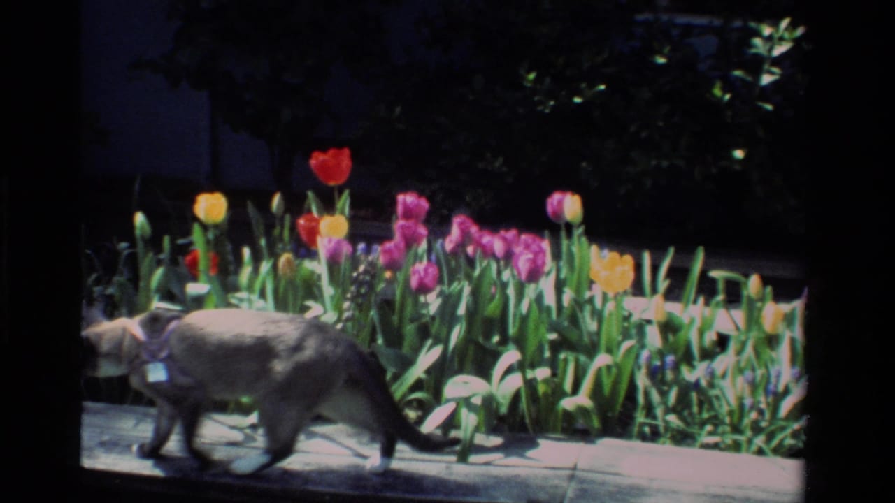 Siamese cat walking past tulips in a sunny garden.