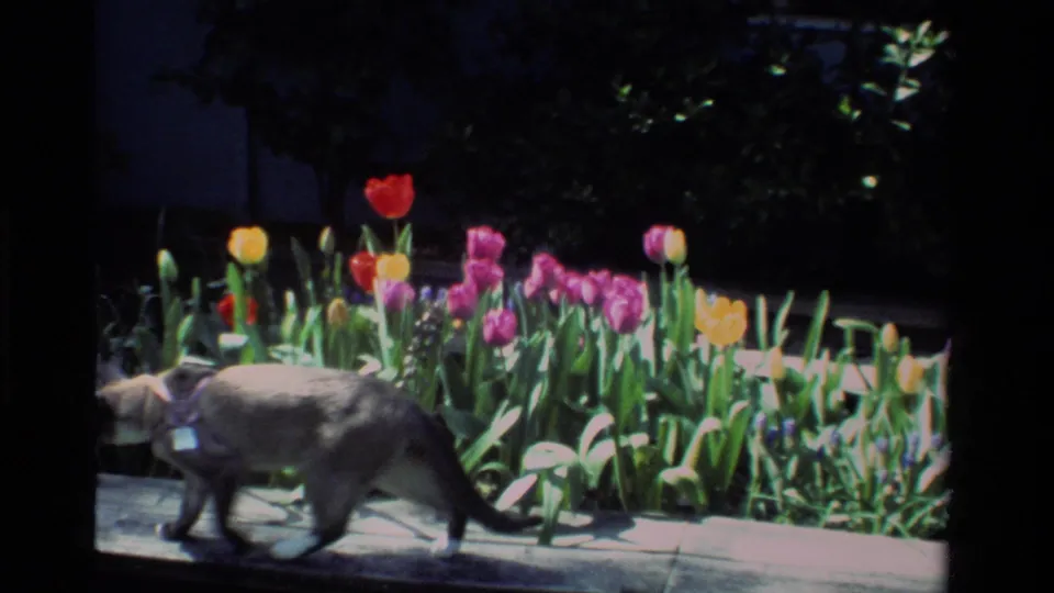 A Siamese cat moves along a wooden garden border beside red, yellow, and purple tulips in 1984 California home-movie footage.