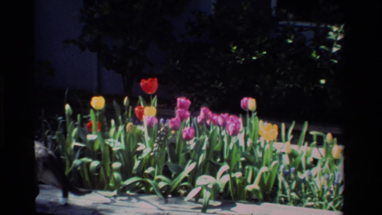 Tulip bed with a cat partly leaving the frame at left.