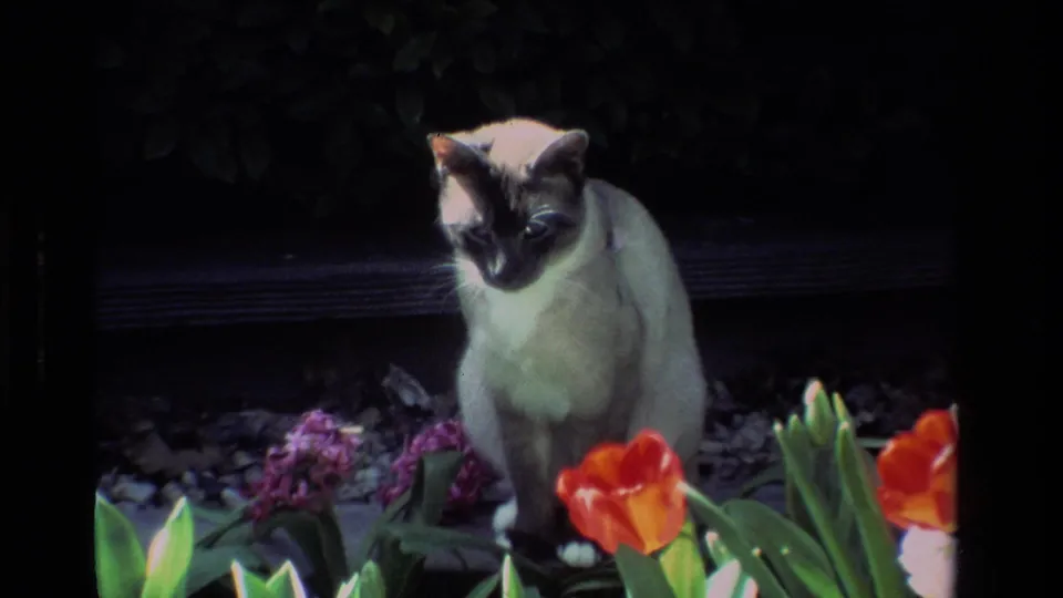 A Siamese cat sits low near red tulips and purple flowers, framed by garden foliage in sunlit 1984 California footage.