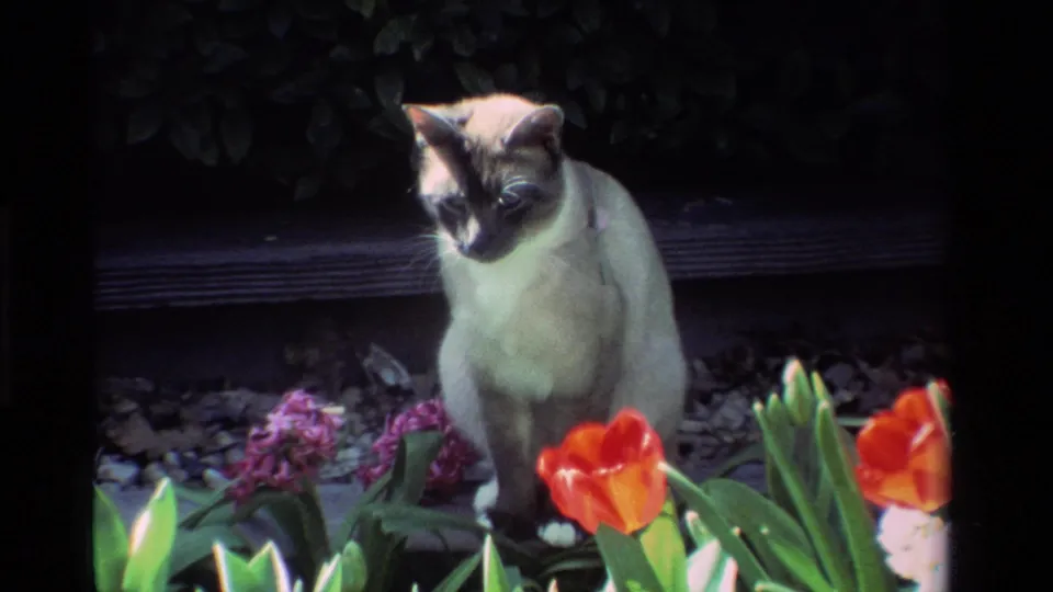 A Siamese cat sits alert near red tulips and green leaves, with a dark garden border behind it in California home-movie footage.