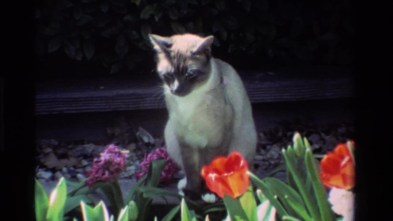 A Siamese-type cat sits among tulips and hyacinths in a California garden, shown in 1984 8mm home-movie footage.