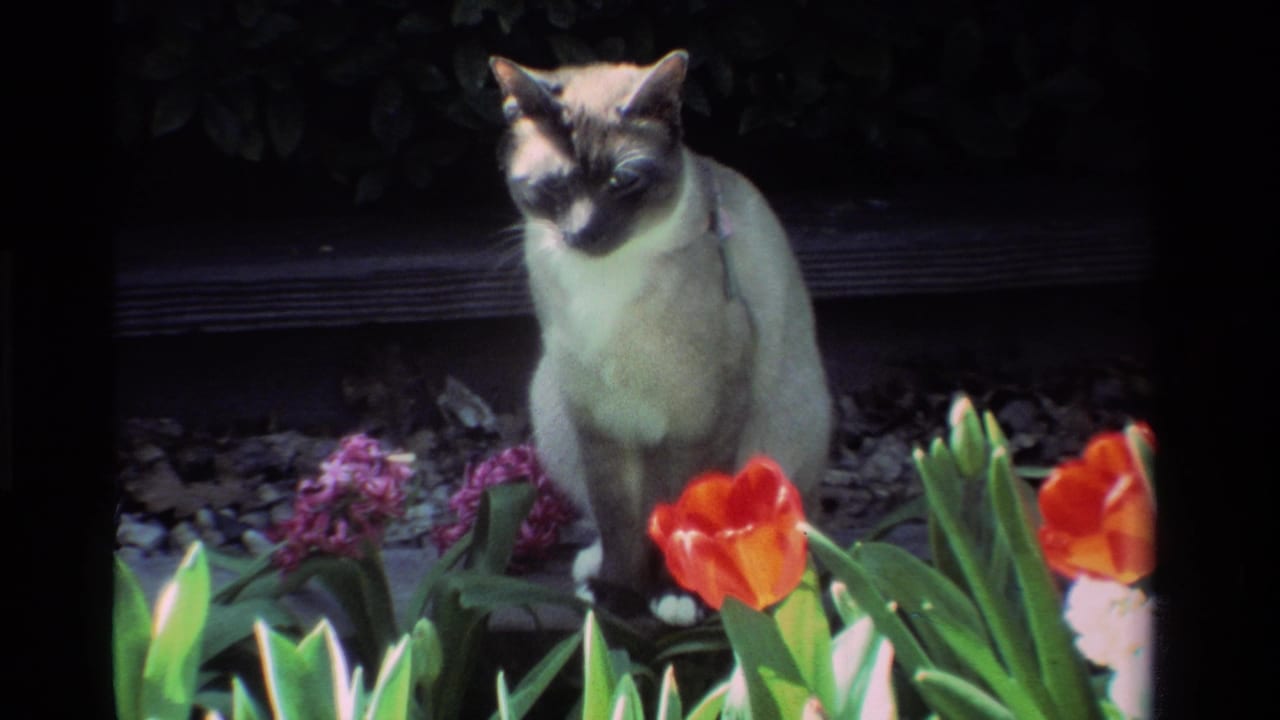 The cat stays still in the sunlit flower bed, framed by red tulips, green leaves, gravel, and dark garden foliage.