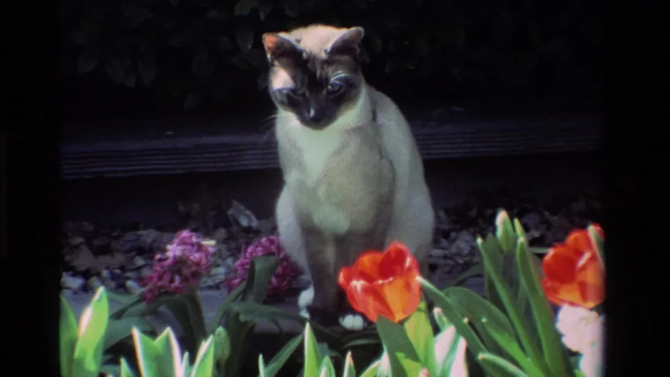 A Siamese-type cat looks downward while seated behind red tulips and purple spring flowers in the 8mm garden scene.