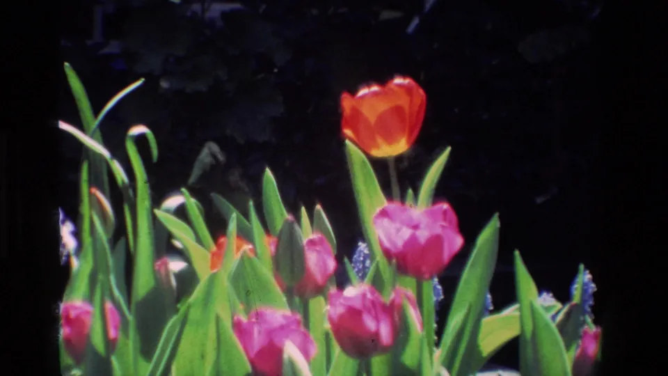 The final frame shifts to tulips and green leaves, with red and purple blooms lit against a darker garden background.