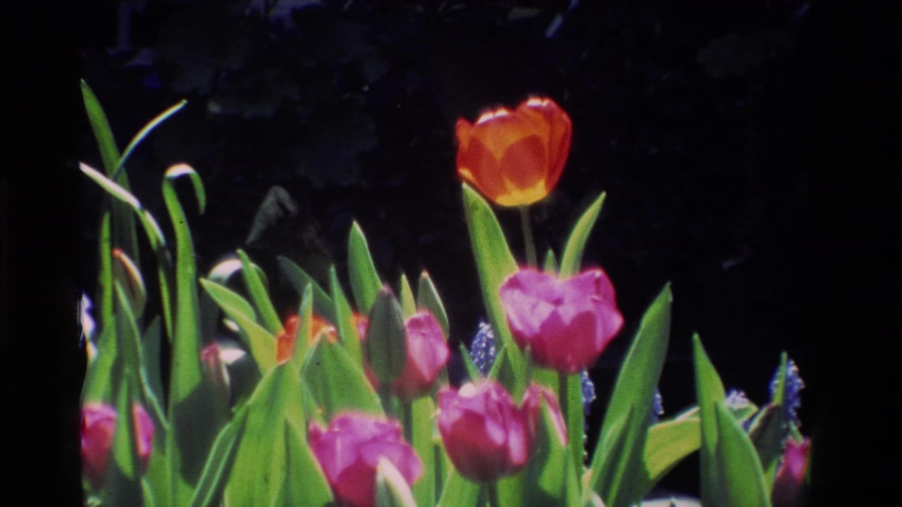 1984 California 8mm frame showing red and pink tulips with green leaves in a shadowed garden setting.