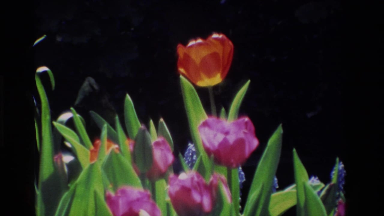 Tulips in red and pink appear closer, with green leaves and dark foliage behind them.