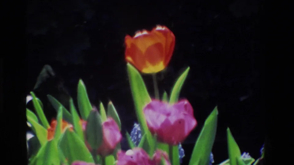 Close 8mm view of a red tulip above pink flowers and green leaves, supported by 1984 California metadata.