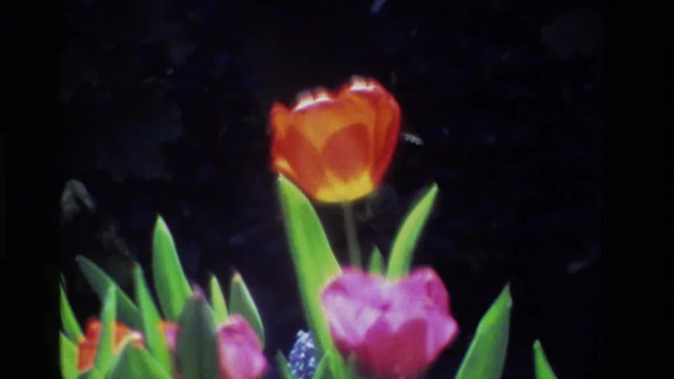 End frame of the 1984 California garden zoom, centered on a red tulip above a pink bloom and green leaves.