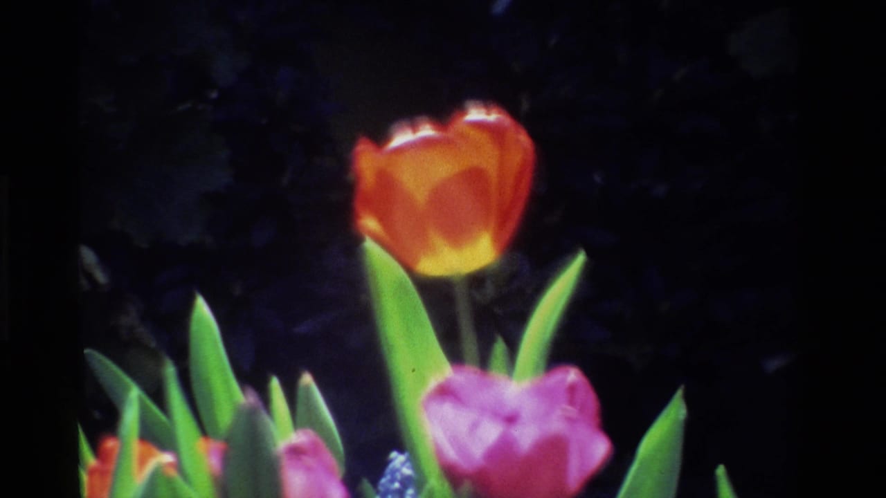 1984 California 8mm frame showing an orange tulip above a pink tulip and green leaves in a shaded garden bed.