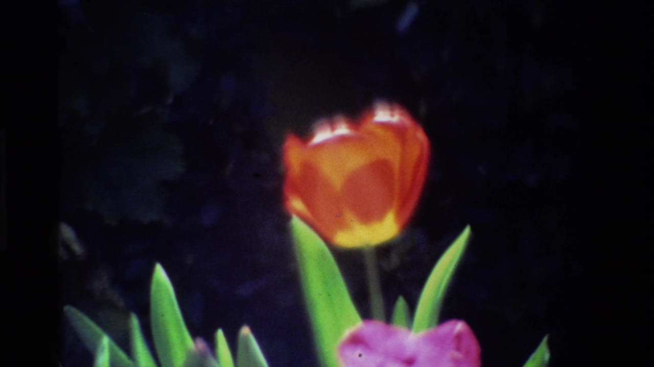 Orange tulip with yellow center beside green leaves and a partial pink bloom.