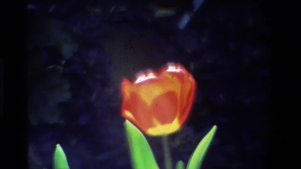 1984 California 8mm frame showing a closer orange tulip with yellow tones, tall green leaves, and shaded garden foliage.