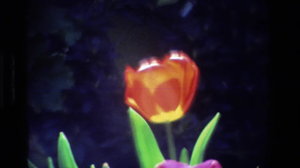 1984 California 8mm frame with the orange tulip filling more of the view, green leaves around it, and a pink bloom partly visible below.
