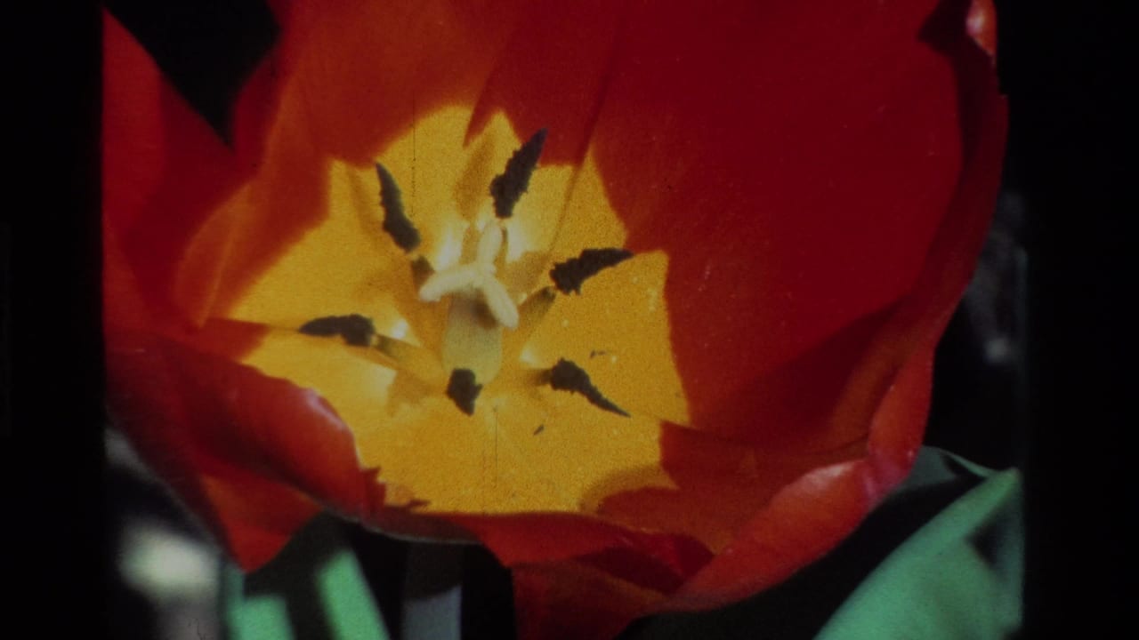 1984 California 8mm close-up of a red tulip with a yellow-orange center, dark stamens, and green leaves in shadow.