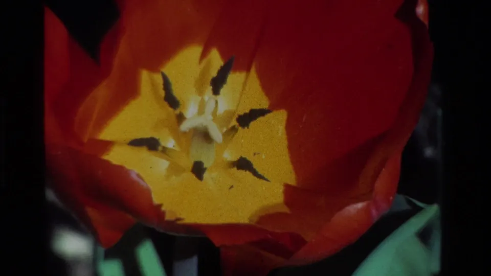 1984 8mm garden close-up of the tulip interior, with red petals around a yellow center and visible film grain.