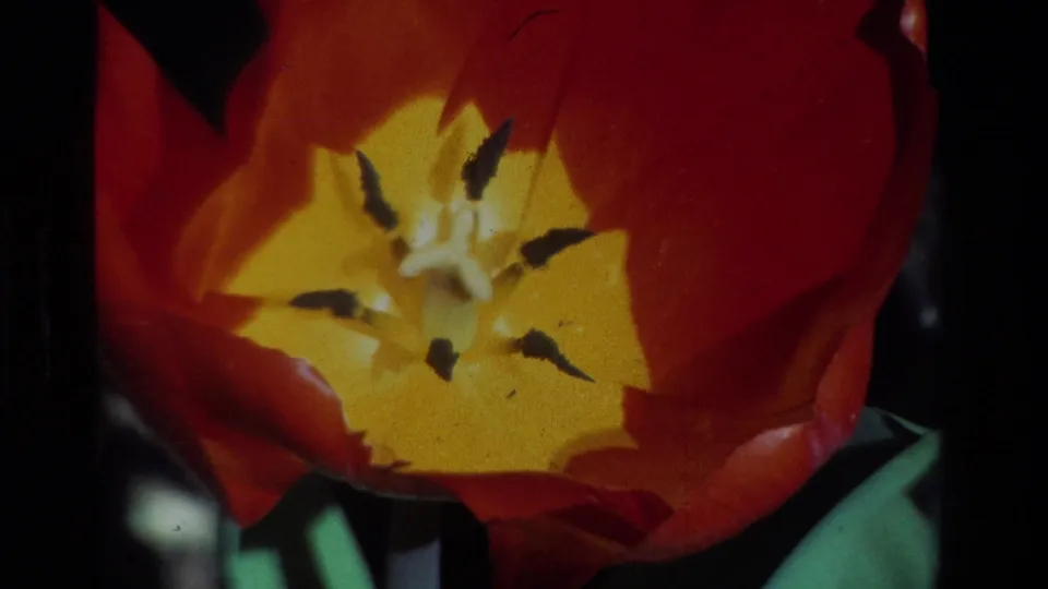 Final 8mm frame of the California tulip close-up, with saturated red petals, yellow center, dark stamens, and slight film softness.