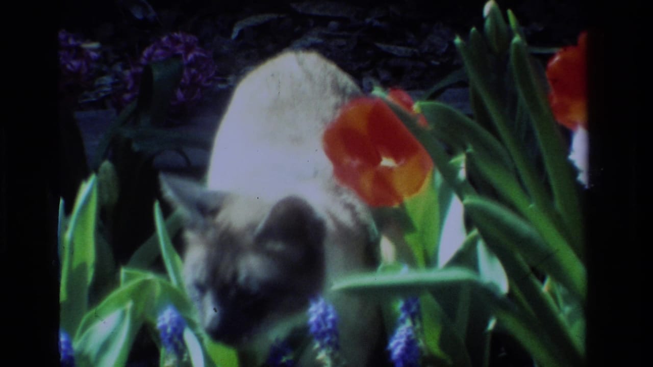 1984 California 8mm frame showing a pointed domestic cat moving through blue muscari beside a red tulip.