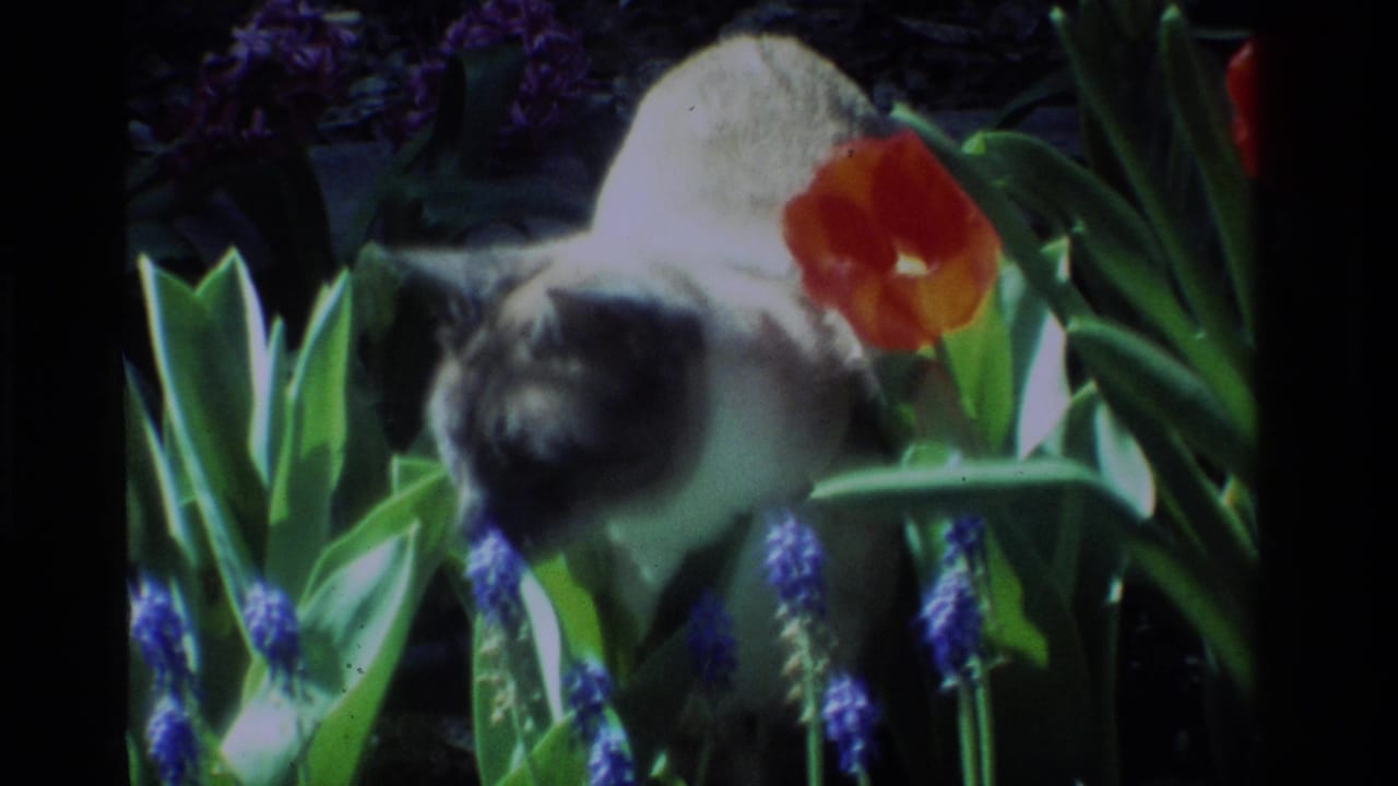 The cat appears turned among spring flowers, with a red tulip close to its head and blue muscari below.