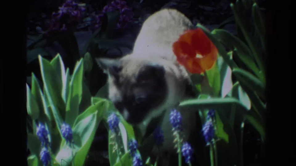 A soft 8mm frame shows the pointed cat facing toward the camera while standing among muscari and a red tulip.
